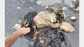 배 아파 죽었나…해변 떠내려온 향유고래, 뱃속에 플라스틱 5.9kg