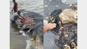 몸길이 9m 고래 배에서 플라스틱 쓰레기 6kg이 ‘와르르’…실화냐?