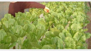 로메인 상추, 쌈 아닌 샐러드에…“미국서 수입실적 전무, 걱정 뚝”