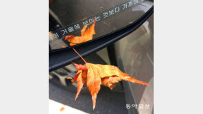 [고양이 눈]단풍잎 