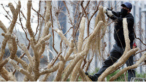 가로수도 월동준비… 22일 아침 서울 영하3도