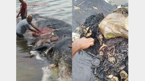 죽은 고래 ‘뱃속’에 쓰레기 더미…고래 ‘배 속’에서 나온게 아니고?