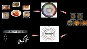 ‘곰팡이’ 오해 김치 표면 흰색막, ‘골마지’의 정체는?