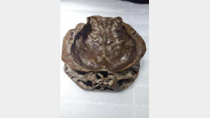 ‘외계인 두개골’ 발견 주장 中 소설가 “돈 없어 연구 못해” 사기? 진짜?