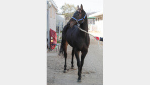 제15회 농협중앙회장배…2세 신예마, 데뷔 첫 대상경주 승자는?