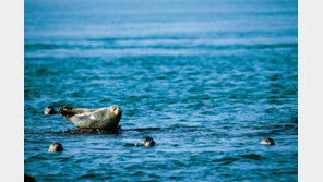 “한반도 평화 염원” 서해평화 사진전