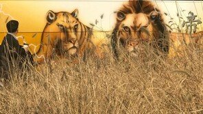 [고양이 눈]도심 사파리?