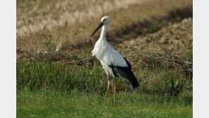 교원대 탈출 ‘한반도 황새’ 일본서 발견…“서식 첫 확인”