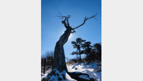 기상청 “올 겨울 추위 들쭉날쭉…기온 변동성 커”