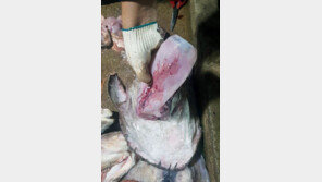 아귀 뱃속서 500㎖ 생수병…쓰레기 수거 대책 절실