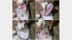 부안 앞바다서 잡은 아귀 배 안에서 500㎖ 플라스틱 생수병이 통째로…