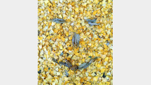 [고양이 눈]눈 코 입