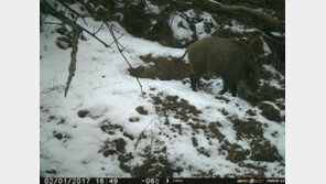 국립공원 멧돼지 여름철 저녁시간대 출몰 빈발