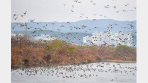 올해 우리나라 찾은 철새 76만마리…작년보다 1.2배↑