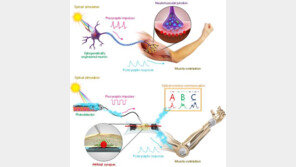 빛에 반응하는 ‘인공신경’ 개발…“소프트로봇 적용 기대”