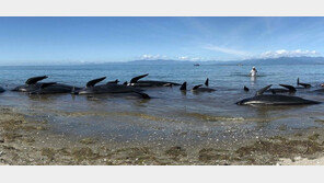 뉴질랜드 최남단 해변서 들쇠고래 145마리 ‘집단 폐사’