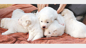 靑 풍산개 국유재산 등록, “새끼 6마리 사적분양 안돼”