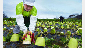 무엿-생강-유황오리로 추운 겨울 따뜻하게