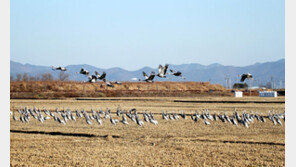 창원시 주남저수지 철새 보호대책 추진