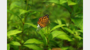 백두대간에 멸종위기종 네발나비 등 나비 138종 산다