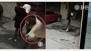 [영상]건물서 떨어진 개에 맞아 중상 女, 건물주+세입자 전체 고소, 왜?