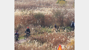영산강 갈대숲을 가로질러…