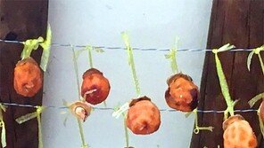 [고양이 눈]실종