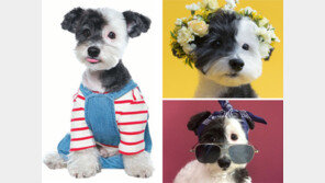 반려동물 100만 시대… 문학, 동물을 입양하다