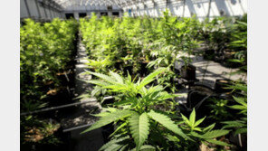 내년부터 희귀·난치병 치료 ‘대마성분 의약품’ 수입 가능