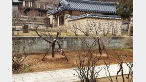 ‘왜색 논란’ 안동 도산서원 금송…서원 밖으로 쫒겨나