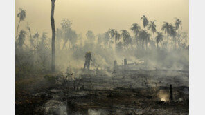 브라질 내년 유엔기후회의 개최 취소… 아마존 개발 본격화 우려