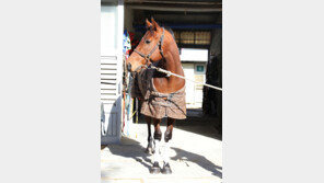 독도지기 4연승 도전 “2등급 승급 노린다”