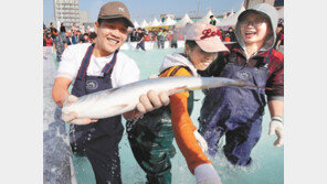 방어 맨손잡기 “손맛 끝내줘요”