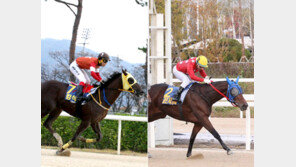 2일 브리더스컵 국내 최고 2세마 가린다