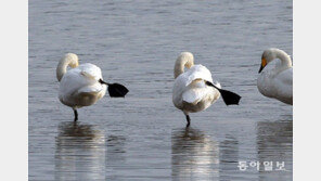 [고양이 눈]뭐하는 고니?