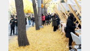 부산 은행나무길 낙엽축제
