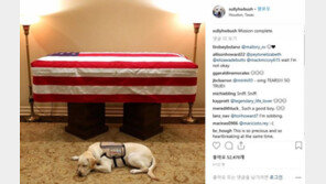 ‘아버지 부시’ 마지막 지킨 도우미견 설리, 워싱턴 장례식에 참석