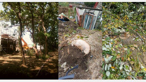 “조망권, 일조권 침해한다” 참나무 21그루 ‘싹둑’ 60대 덜미