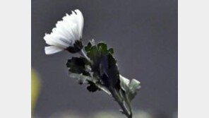 온수관 파열로 숨진 구두수선공…혼자서 두 딸 키워낸 ‘딸바보’