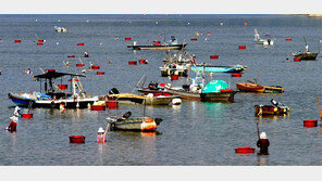 하동군, 전통茶 이어 재첩잡이도 ‘세계농업유산’ 추진
