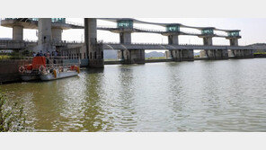 보 개방한 영산강 ‘최대 수변공간’…녹조 줄고 물새 늘어