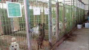 이효리 ‘순심이’ 입양 동물보호소 화재…260마리 타 죽어