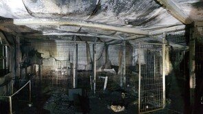 안성 유기동물보호소 불… 동물 260마리 타죽어