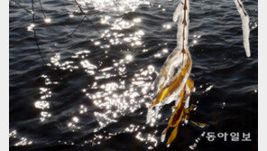 [청계천 옆 사진관]녹지 않는 추억, 한강에 고드름 주렁주렁 