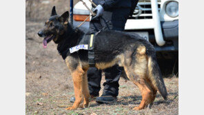 ‘수색견이 일등공신’ 추락사 50대 사흘만에 체취로 발견