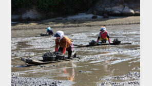 겨울 별미 ‘벌교 참꼬막’ 어디로 갔나