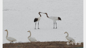 [고양이 눈]“내가 하면 로맨스”