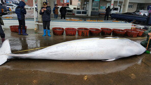 포항 앞바다서 잡힌 5m30cm 밍크고래 3700만원에 판매