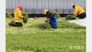 겨울 미나리 수확