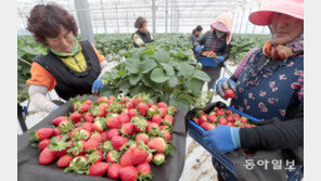 부산서 올겨울 첫 딸기 수확